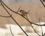 Species: Saxicola torquata = Stonechat Excerpt characterizing the Stonechat