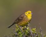 Garden oatmeal.  Bunting bird.  Description, features, types, lifestyle and habitat of oatmeal.  Arctic bunting singing