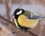 How can birds survive the cold winter?