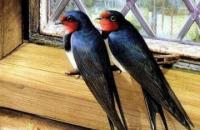Ако птица лети в прозореца на къща или апартамент, за какво е това според общоприетото вярване?