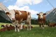 Avantajele rasei de vaci Simmental Cât lapte produce vacile rasei Simmental?