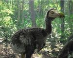 Dodo or dodo bird: description and interesting facts Dodo habitat