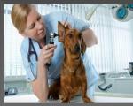 Prezentare pe tema: Suntem medici veterinari!