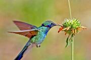 Colibri - cea mai mică pasăre din lume Cea mai mică pasăre de pe pământ