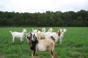 Отглеждане на кози у дома от нулата - бизнес план за начинаещи Грижа за кози у дома през лятото