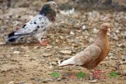 Fighting Baku pigeons Baku pigeons