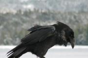 The crow is not as simple as it seems Why the crow was called a crow