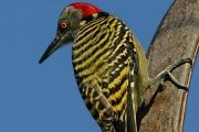 Interesting facts about woodpeckers