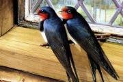 Ако птица лети в прозореца на къща или апартамент, за какво е това според общоприетото вярване?