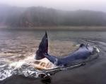 Who saved the whale in the Khabarovsk Territory and did they save it at all?