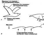 What determines the flight pattern of birds?