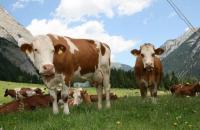Предимства на кравите от породата Симентал Колко мляко дават кравите от породата Симентал?