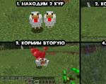 Ինչպես ընտելացնել հավը Minecraft-ում