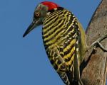 Interesting facts about woodpeckers