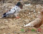 Fighting Baku pigeons Baku pigeons