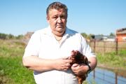 Alternative rearing systems History of the black-breasted red cockerel