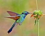 Hummingbird - the smallest bird in the world The smallest bird on earth