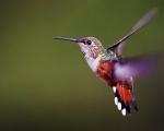 Pasărea colibri - raport de mesaj Cât timp trăiesc păsările colibri în natură