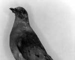 The Tragedy of the Passenger Pigeons