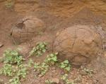 Հնէաբանները Սիբիրում առաջին անգամ հայտնաբերեցին դինոզավրի բրածո ձու