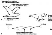 What determines the flight pattern of birds?