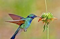 Hummingbird - the smallest bird in the world The smallest bird on earth