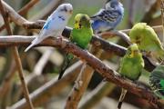 Life expectancy of budgerigars