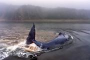 Who saved the whale in the Khabarovsk Territory and did they save it at all?