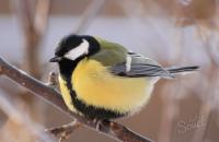 How can birds survive the cold winter?