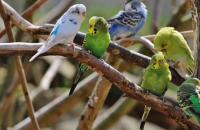 Speranța de viață a budgerigars