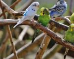 Life expectancy of budgerigars