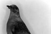 The Tragedy of the Passenger Pigeons