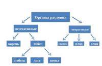 Презентация на тему 