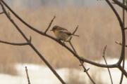 Species: Saxicola torquata = Stonechat Excerpt characterizing the Stonechat