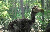 Птица Додо или Додо: описание и интересни факти Местообитание на Додо