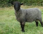 Характеристики на Романовската порода овни и овце