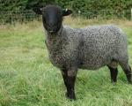 Characteristics of the Romanov breed of rams and sheep