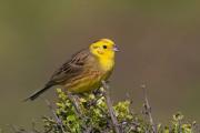 Garden oatmeal.  Bunting bird.  Description, features, types, lifestyle and habitat of oatmeal.  Arctic bunting singing