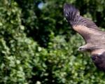 Order Birds of Prey (Falconiformes)